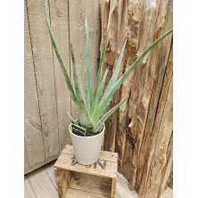 Plante d'intérieur usage non thérapeutique, Aloe Vera hauteur 40 cm - cache pot inclus - Fleuriste Celles-sur-Belle (79)