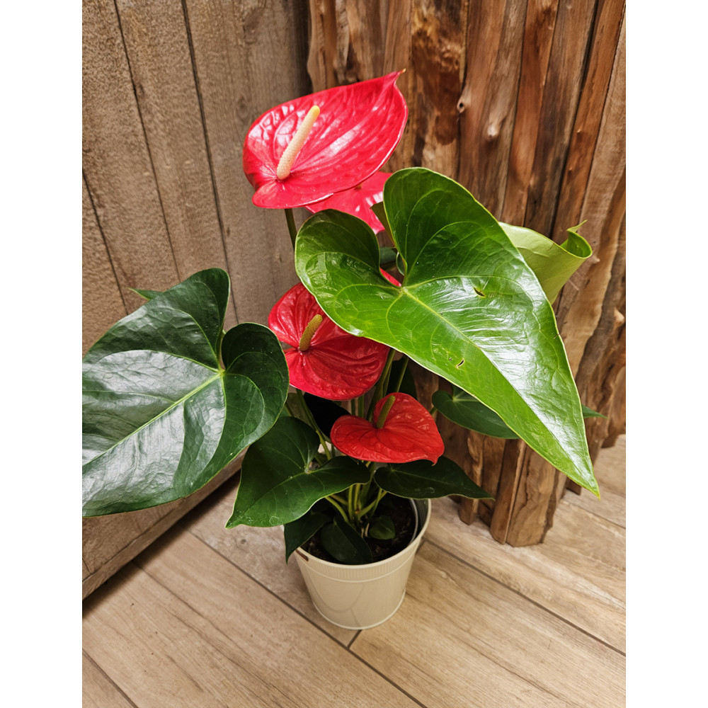 Plante d'intérieur anthurium rouge hauteur 70 cm - Langue de Feu - Fleuriste Celles-sur-Belle (79)