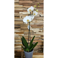 Orchidée 1 branche couleur vive ou pastel au choix - cache pot fourni - Fleuriste Celles-sur-Belle (79)