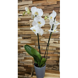 Orchidée 2 branches couleur vive ou pastel au choix - Cache-pot en céramique fourni - Fleuriste Celles-sur-Belle (79)